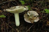 Russula cyanoxantha image