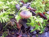 Inocybe lacera image