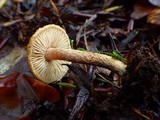 Inocybe lacera image