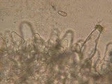 Inocybe lacera image