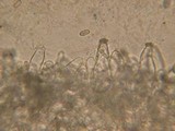 Inocybe lacera image