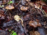 Inocybe assimilata image