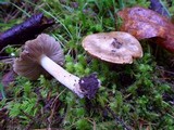 Inocybe amblyospora image
