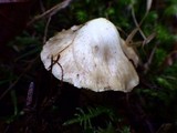 Inocybe amblyospora image