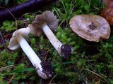Inocybe amblyospora image