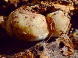 Reticularia lycoperdon image