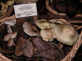 Tricholoma saponaceum image