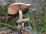Hebeloma mesophaeum image