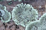 Dimelaena oreina image
