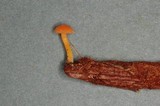 Chrysomphalina aurantiaca image