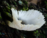 Omphalotus nidiformis image