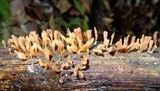 Dacryopinax spathularia image
