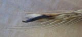 Claviceps purpurea image