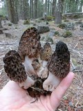 Morchella snyderi image