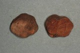 Gautieria monticola image