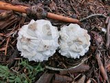Calvatia sculpta image