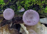 Panus conchatus image