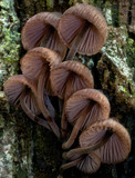 Mycena kuurkacea image