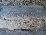 Ochrolechia parella image