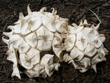 Calvatia sculpta image