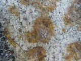 Myriolecis dispersa image