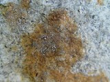 Myriolecis dispersa image