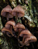 Mycena kuurkacea image