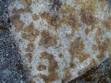 Myriolecis dispersa image