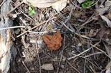 Gyromitra korfii image