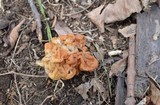 Gyromitra korfii image