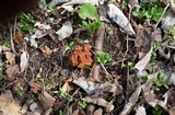 Gyromitra korfii image