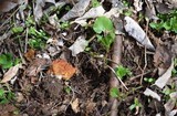 Gyromitra korfii image