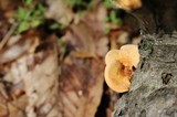 Polyporus alveolaris image