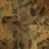 Arthonia stellaris image