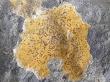 Caloplaca ochracea image