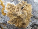 Caloplaca ochracea image