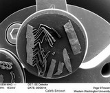 Gymnopilus aeruginosus image