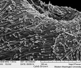 Gymnopilus aeruginosus image