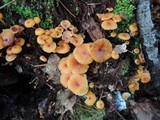 Xeromphalina kauffmanii image