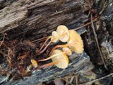 Xeromphalina kauffmanii image