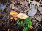 Xeromphalina kauffmanii image