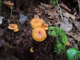 Xeromphalina kauffmanii image
