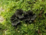 Sticta sylvatica image