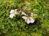 Sticta sylvatica image