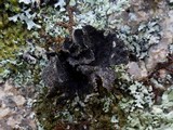 Sticta sylvatica image