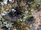 Sticta sylvatica image