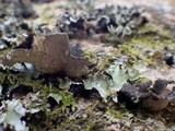 Sticta sylvatica image