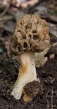 Morchella diminutiva image
