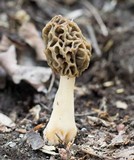 Morchella diminutiva image