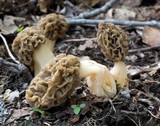 Morchella diminutiva image